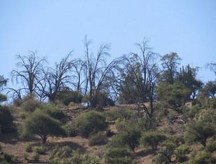 Quillay, peumo y litre sufren grave impacto por el cambio climático