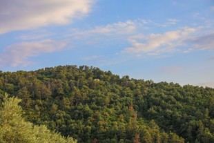Bosques diversos mejoran la estabilidad ante el cambio climático