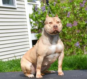 ManMade Kennels analiza el futuro del Brazilian Pit Monster en la cría de XL Bully