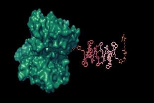 Nuevos sensores de MRI mejoran la detección de moléculas en el cuerpo y cerebro