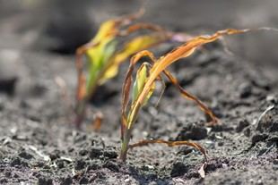Università di Bologna presenta estrategias innovadoras para la agricultura sostenible en Europa frente a la escasez de agua