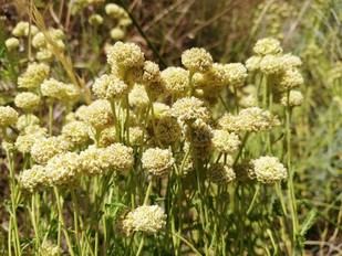 Estudio vincula el cambio climático con la extinción de una planta endémica en Italia