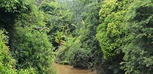 Los créditos de carbono han protegido bosques tropicales a pesar de la sobreemisión masiva
