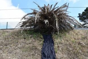 Exposición sobre las palmeras de la Plaza de los Leones en Casa Comum