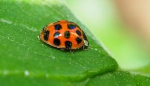 Céline Bellard investiga las invasiones biológicas y su impacto en la biodiversidad