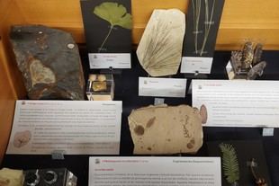 Exposición sobre la evolución de las plantas superiores en la Universitat de Lleida