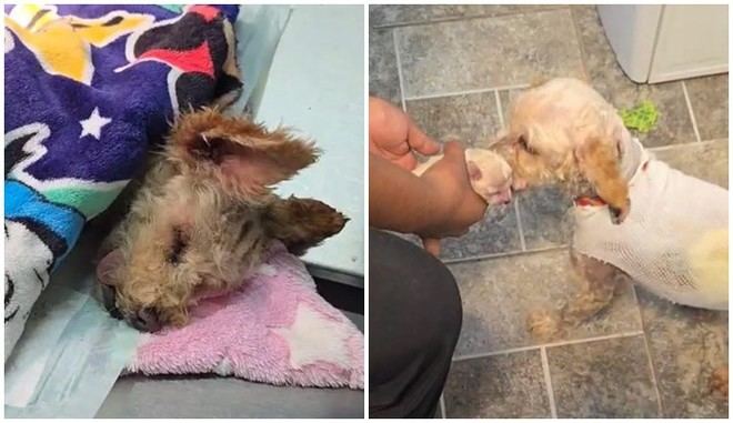 IBERO impulsa foro para mejorar atención a animales en desastres