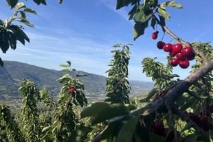 Proyecto TRANSFOrm resalta la biodiversidad en el cultivo de cerezos del Jerte