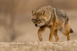 Chacales utilizan humanos como protección contra lobos en Europa