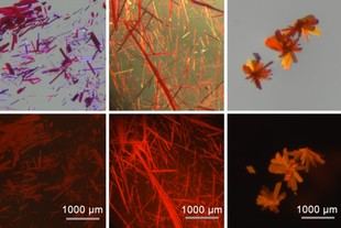 Químicos desarrollan tintes fluorescentes rojos para mejorar la imagen biomédica