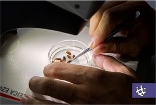 Chicharrita del maíz, una plaga que pone en riesgo la agricultura argentina