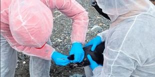 Chile reporta influenza aviar en Antártica por tercer año consecutivo