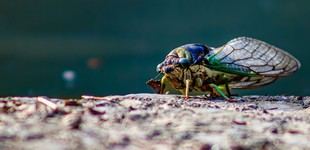Cigarras sincronizan su canto con la luz del amanecer