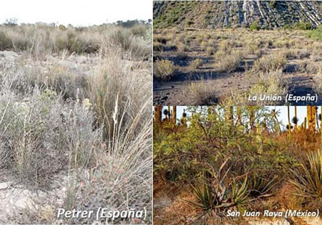 Innovador estudio sobre biodiversidad utiliza aprendizaje por transferencia para analizar comunidades vegetales en España y México