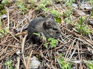 La UAM investiga el Hantavirus en roedores de la Faja Volcánica Mexicana