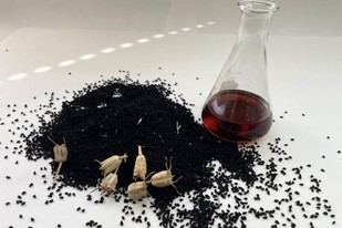 Desarrollan un método ágil para evaluar los beneficios del comino negro en Andalucía