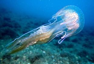 Vinculan las condiciones marinas de primavera con la aparición de medusas en verano
