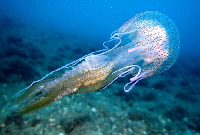 Vinculan las condiciones marinas de primavera con la aparición de medusas en verano