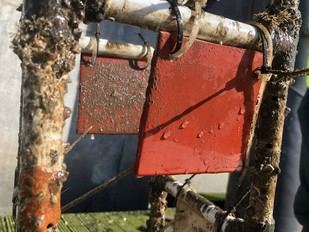 Investigadores portugueses hallan en el mar una alternativa a biocidas tóxicos