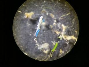 Detectan microplásticos en larvas de peces tras la eclosión