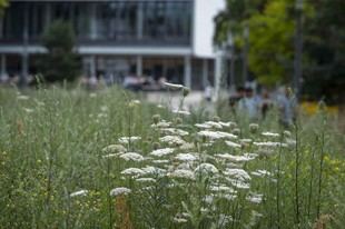 Freie Universität Berlín lanza un fondo interno para la protección climática