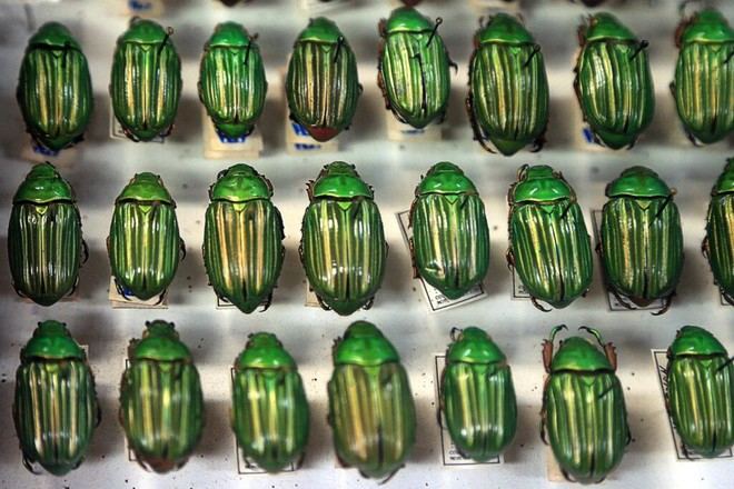 Inauguran exposición sobre la biodiversidad en el Laboratorio Insectario