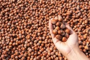 Frutos secos: el aliado inesperado para mejorar la calidad del semen, según la URV