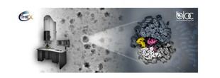 Descubren cómo los ribosomas de las arqueas entran en "hibernación" gracias a la investigación del BIOC y el Institut Pasteur