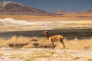Democratizan la genómica para proteger la biodiversidad chilena