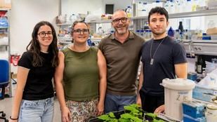 Investigadores de la UPV desarrollan plantas bioluminiscentes para detectar plagas en cultivos