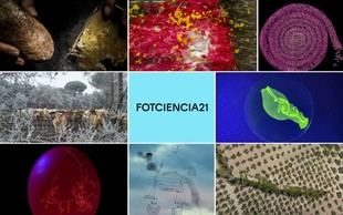 Seleccionan las mejores fotografías científicas del año en FOTCIENCIA21