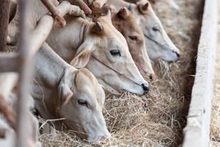 CTAEX lanza estrategia para potenciar el talento en agroalimentación y veterinaria