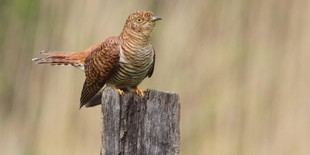 Los cuco: los genes maternos determinan el color de sus huevos