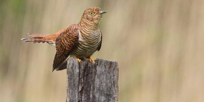 Los cuco: los genes maternos determinan el color de sus huevos