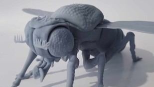 Innovadora herramienta 3D facilita estudio de la mosca de la fruta
