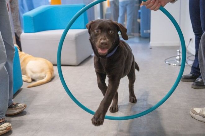 Mediación animal en universidades para reducir el estrés estudiantil