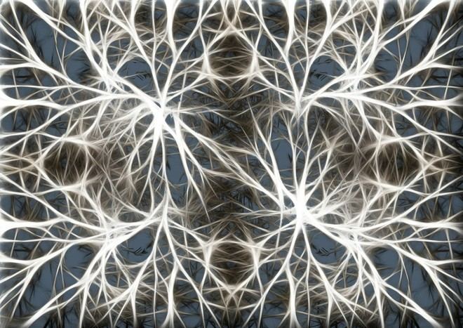 Nuevo método mejora la identificación de neuronas equivalentes entre cerebros diferentes