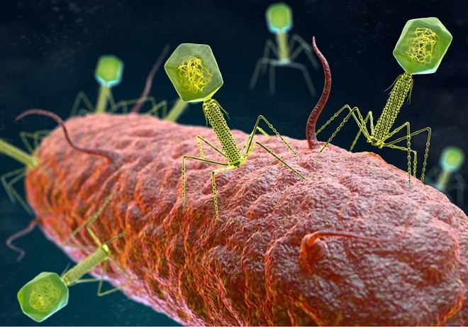 Desarrollan inteligencia artificial para diseñar tratamientos personalizados contra virus bacterianos