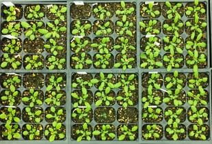 Desarrollan una técnica innovadora para vacunar plantas sin alterar sus genes