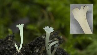 Descubren una nueva especie de hongo en la Isla de Cortegada