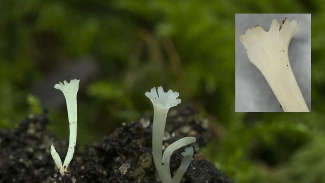 Descubren una nueva especie de hongo en la Isla de Cortegada