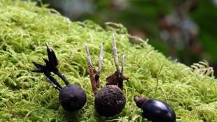Descubren una nueva especie de hongo en la Isla de Cortegada, según investigadores de la USC
