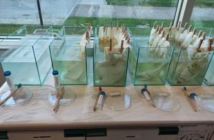 Nuevo alga microscópica descubierta en León por estudiantes y científicos