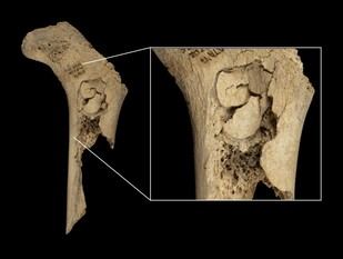 Descubren canibalismo en la cueva de El Mirador, Atapuerca, durante el Neolítico final