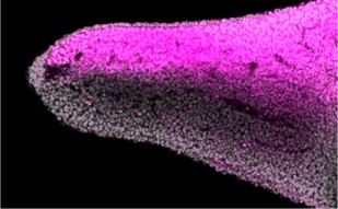Investigación revela el origen de las diferencias en extremidades de vertebrados