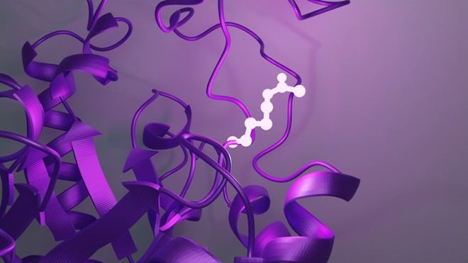 Nuevos hallazgos sobre la regulación metabólica en el cáncer