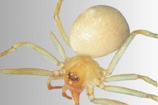 Descubren en España una nueva especie de araña exótica