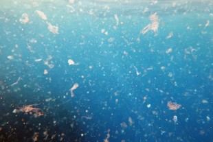 Detectan microplásticos en almejas de estuarios andaluces