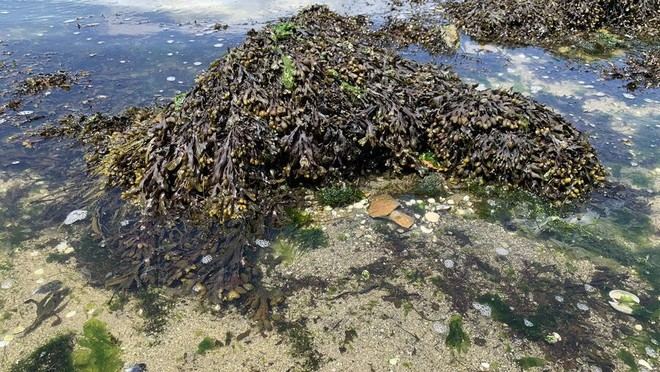 Estudio revela cambios en la contaminación por plomo en algas de Galicia