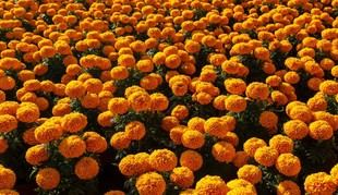 Flores y su simbolismo en el Día de Muertos: un homenaje a los ausentes